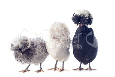 dutch bantam