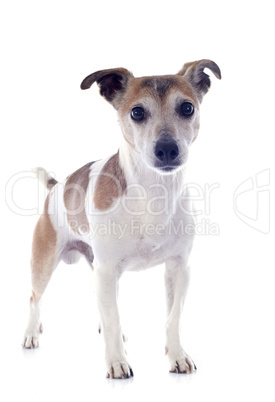 jack russel terrier