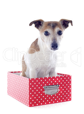 jack russel terrier in a box