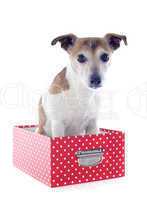 jack russel terrier in a box