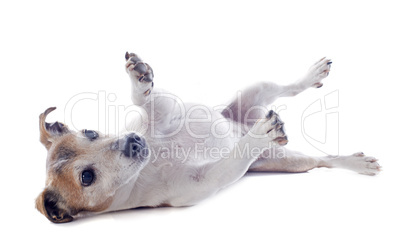 playing jack russel terrier