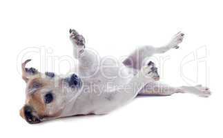 playing jack russel terrier