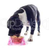 staffordshire bull terrier eating