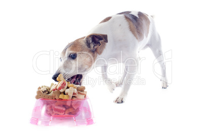 eating jack russel terrier