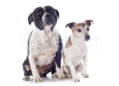 staffordshire bull terrier and jack russel terrier