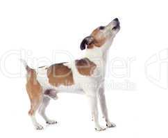 barking jack russel terrier
