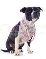 staffordshire bull terrier and pearl collar