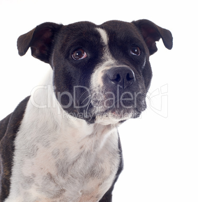 staffordshire bull terrier