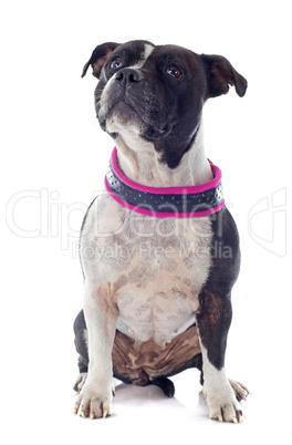 staffordshire bull terrier