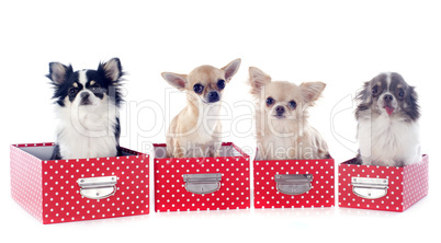 four chihuahuas