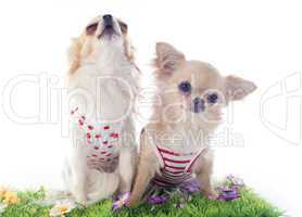 chihuahuas in grass