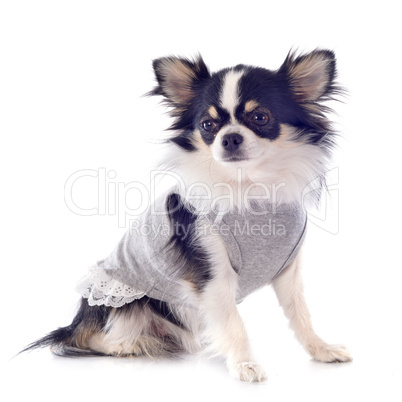 dressed chihuahua