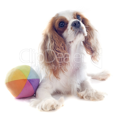 cavalier king charles and ball