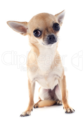 puppy chihuahua