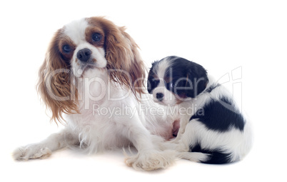 cavalier king charles