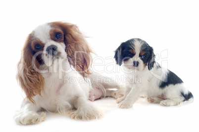 cavalier king charles