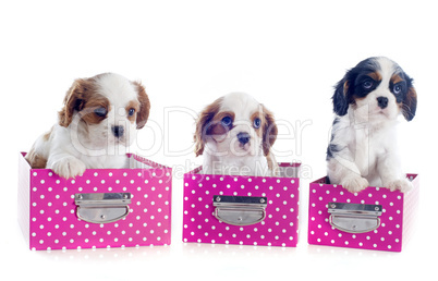 cavalier king charles in box