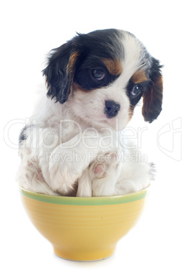 puppy cavalier king charles