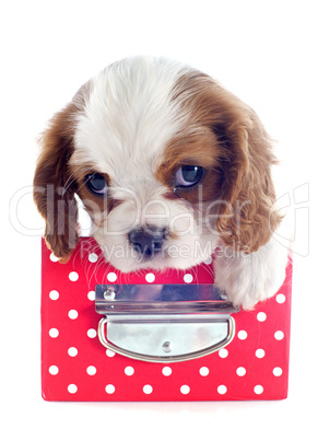 puppy cavalier king charles