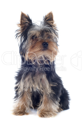 puppy yorkshire terrier