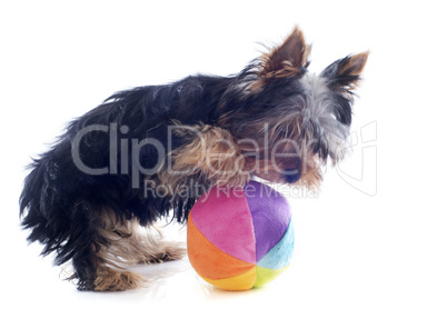 puppy yorkshire terrier