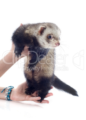 ferret in hand