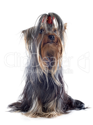 yorkshire terrier