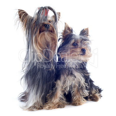 yorkshire terriers