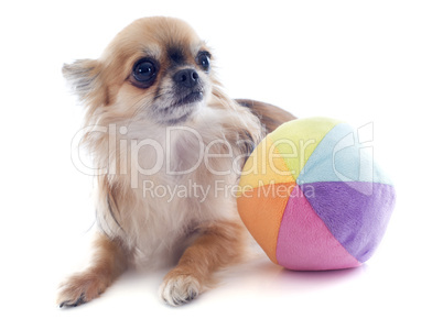 chihuahua and ball