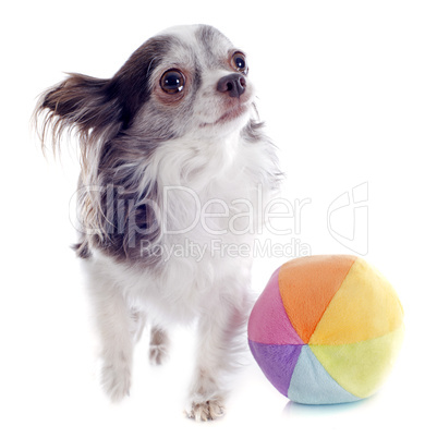 chihuahua and ball