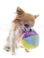 chihuahua and ball
