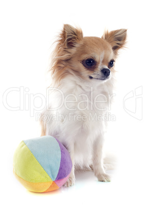 chihuahua and ball