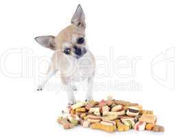 chihuahua and dry food