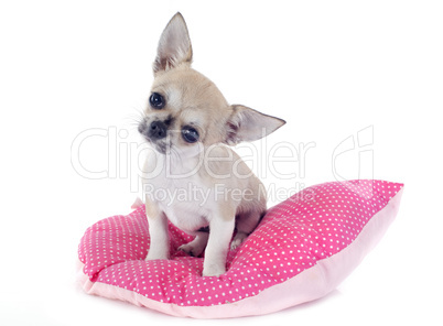 puppy chihuahua