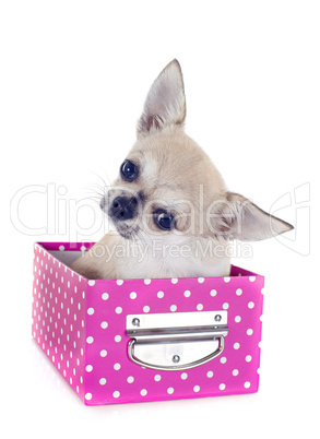 puppy chihuahua in craft