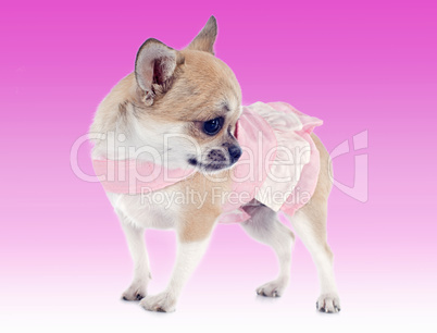 dressed puppy chihuahua