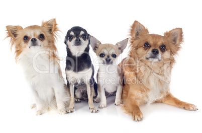 four chihuahuas