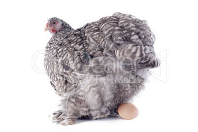 laying chicken