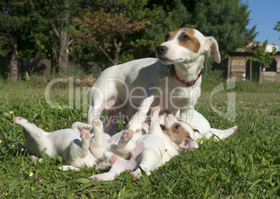 family jack russel terrier