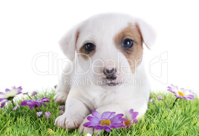 puppy jack russel terrier