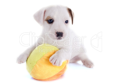 puppy jack russel terrier