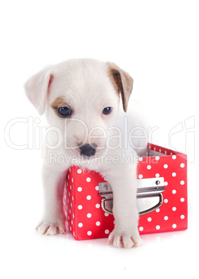 puppy jack russel terrier