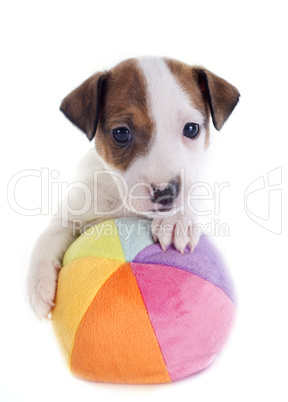 puppy jack russel terrier