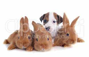 jack russel terrier and bunnies