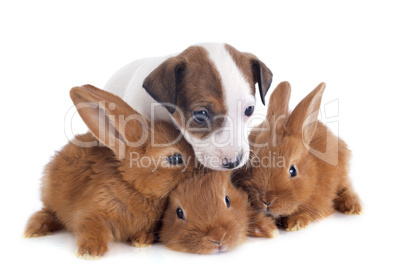 jack russel terrier and bunnies