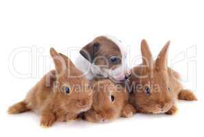 bunnies and puppy