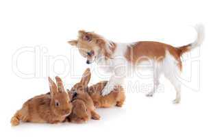 chihuahua and bunnies