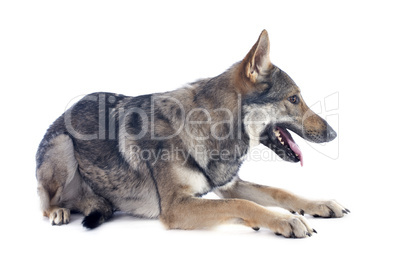 czechoslovakian wolfdog