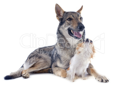 czechoslovakian wolfdog and chihuahua