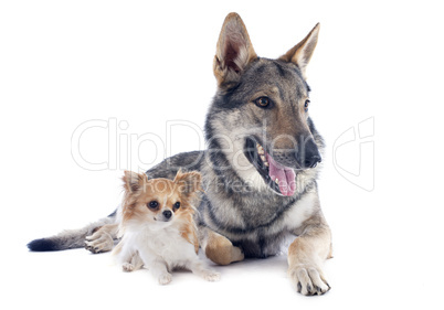 czechoslovakian wolfdog and chihuahua